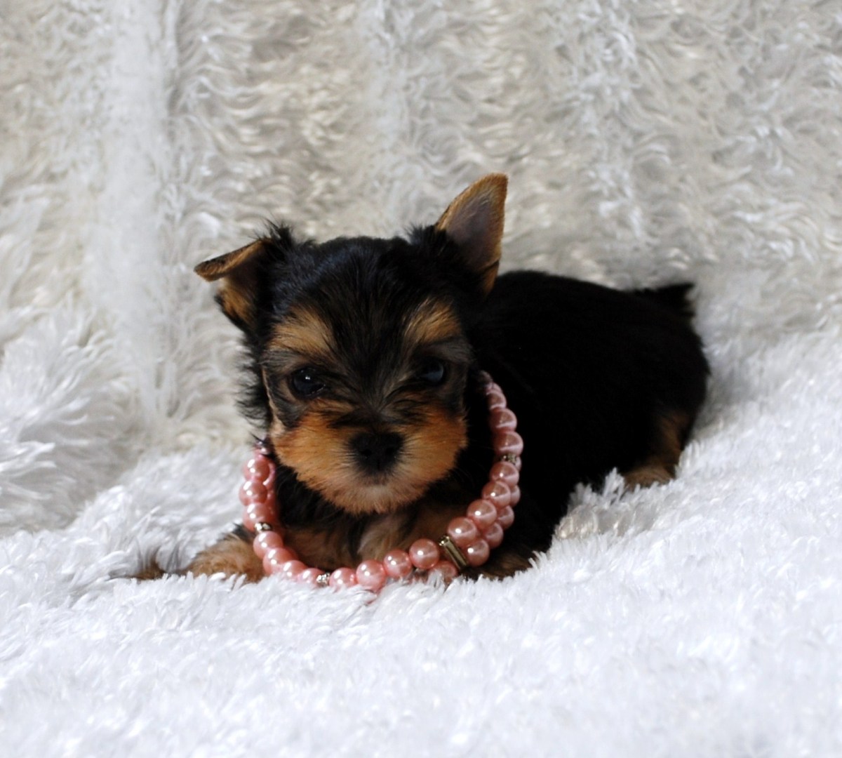 yorkies for sale