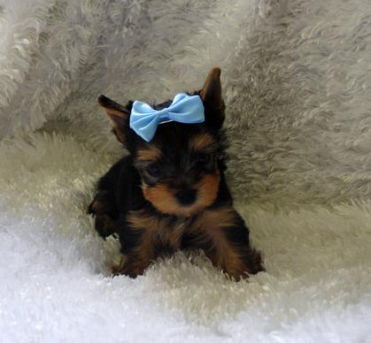yorkies for sale
