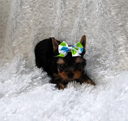 yorkies for sale
